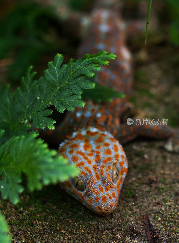 壁虎(Gekko gecko)